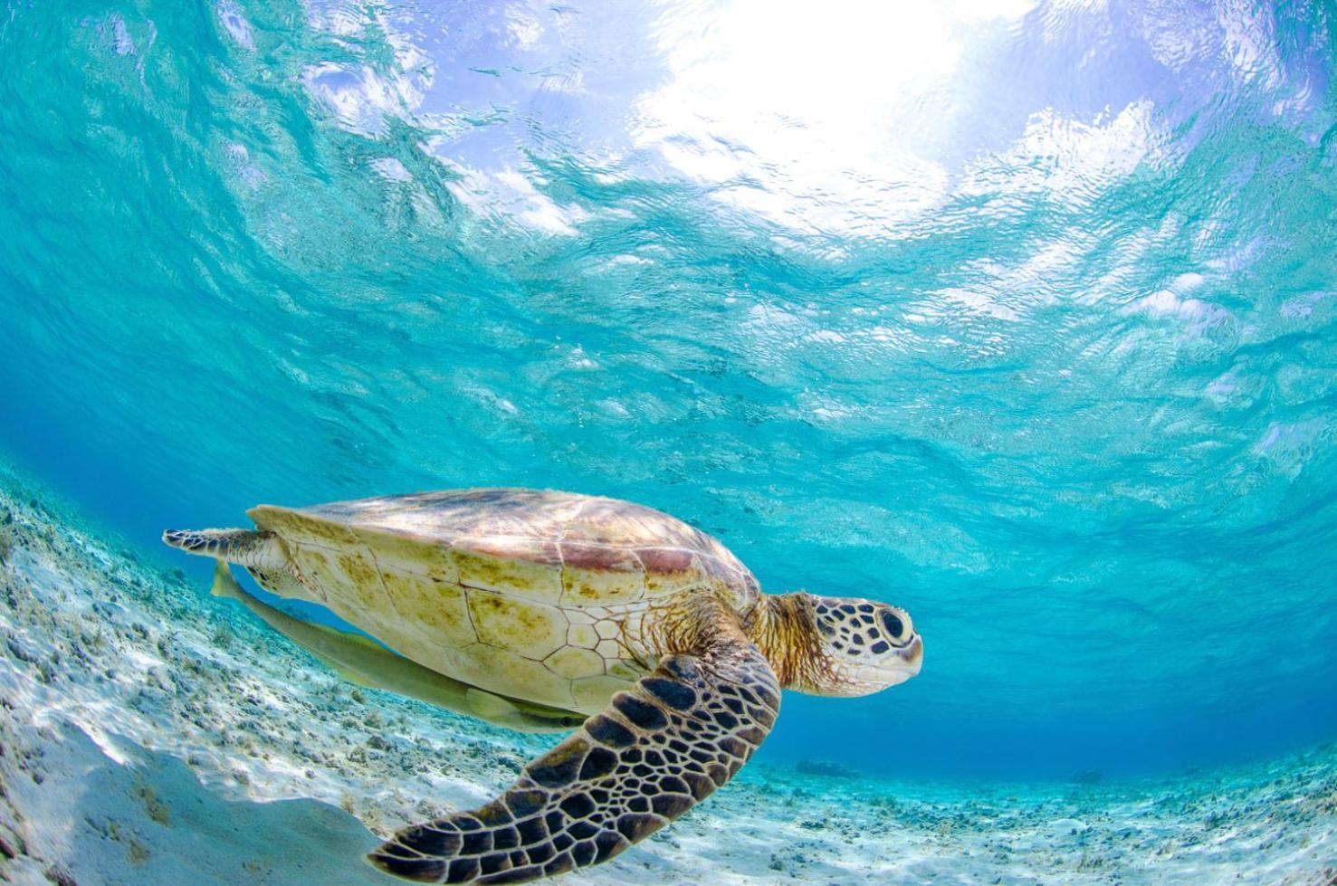 Alojamiento Cama Carpa Y Yate Isla La Tortuga Venezuela, Hotell Cayo Herradura Exteriör bild